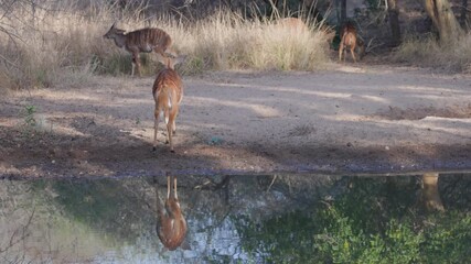 Wall Mural - a female nyala antelope turns and walks away from a waterhole of kruger national park in south africa