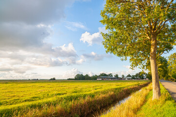 Wall Mural - sunny rural landscape with green fields and blue partly cloudy sky in morning light in waddinxveen, 