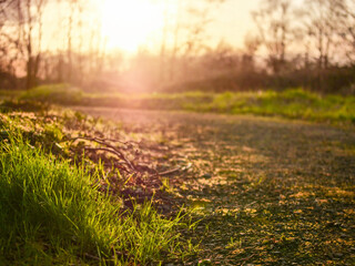 Wall Mural - Grass illuminated by rising morning sun in foreground, footpath and forest park in the background. Calm and relaxing nature scene. Warm and comfortable feel. Selective focus