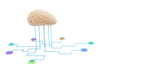 Poster - Human brain connected to colorful network nodes with blue lines, isolated on white background, clean design concept of artificial intelligence. 3D Rendering