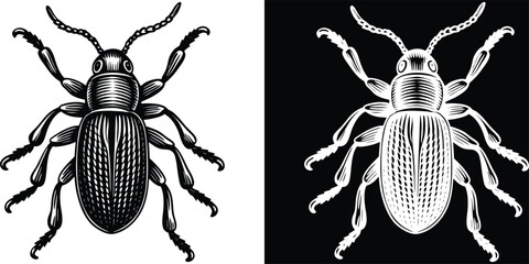 Engraved Detailed Beetle Insect Illustration on White and Black Backgrounds