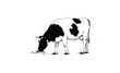 © Mr. Stocker - Black and white cow grazing: simple line art illustration. Vector retro hand drawn illustration