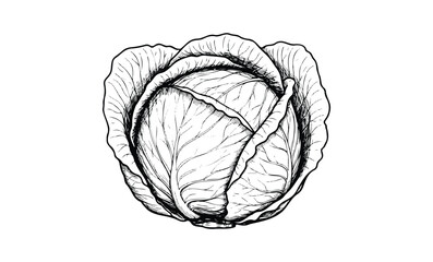 Wall Mural - detailed black and white cabbage sketch with intricate leaf patterns. vector retro hand drawn illust