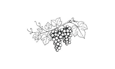 Wall Mural - detailed black and white grape vine with leaves illustration. vector retro hand drawn illustration