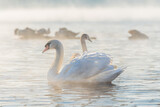 Swan on the Vltava river in Prague on early foggy morning. 