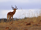 antelope in the wild