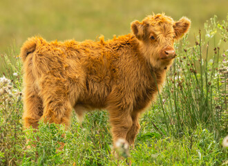 Wall Mural - highland calf in summertime. cute, fluffy highland calf free roaming in lush green meadow, yorkshire