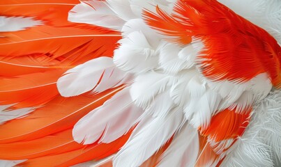 Poster - Close up of vivid orange and white bird feathers texture and patterns