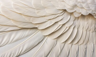 Poster - White feathers abstract soft texture background pattern close up