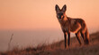 © Anisa - A maned wolf standing on a grassy hill in South America, legs tall and ears perked, camera locked on its slender figure, background of blurred savanna and soft orange sky, cinematic wild grace.