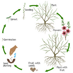 Wall Mural - A growth cycle of manuka plant on a white background..eps