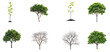 © Khlaing - A collection of eight trees, each with varying stages of growth and foliage, against a transparent background