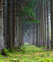 Wall Mural - a serene forest pathway surrounded by lush greenery and majestic, tall trees in nature