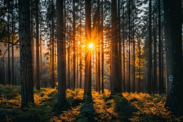 Poster - Sunbeams filtering through tall pine trees at sunrise, creating a magical atmosphere in the forest