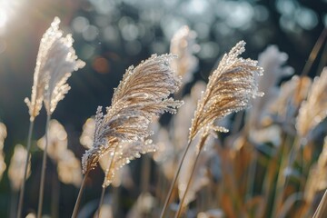 Poster - Close up of delicate reed plumes covered in sparkling dew drops, catching the golden rays of morning sunlight