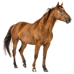 a majestic brown horse stands proudly, isolated on transparent background