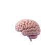 © Tasnuva - Realistic human brain image isolated on black background for educational or medical presentations