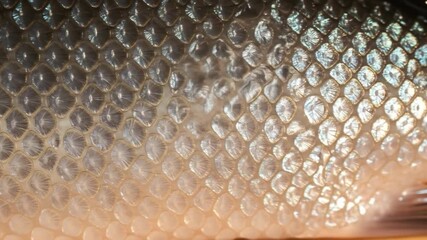 Wall Mural - Close-up fish scales texture; underwater background; nature, design use
