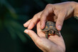 © Madu Oliveira - Filhote de jabuti-piranga sendo cuidadosamente segurado nas mãos