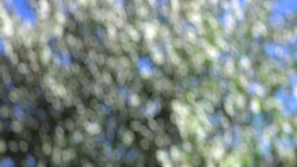 Wall Mural - tree leaves lens blur abstract background 4k loop features an abstract background in green with whit
