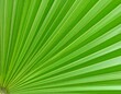 © badjoell - Close-up of a vibrant green palm leaf