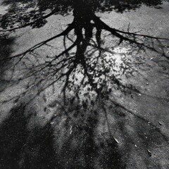 Poster - Shadow of a tree on a textured surface.
