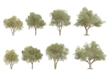 Wall Mural - 3d set trees illustration of olea europaea medium on transparent background