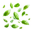 © PixelHill - Vibrant fresh basil leaves scattered artfully, evoking culinary freshness and natural flavor for exciting recipe creation and healthy lifestyle promotion