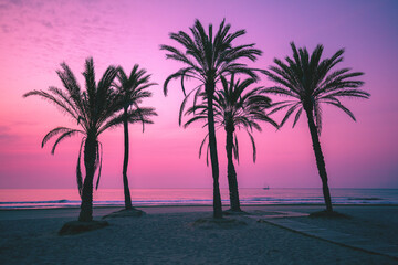 Wall Mural - Seascape in early morning during a beautiful purple sunrise. Palm trees on the beach. San Juan beach, Alicante, Spain, Europe