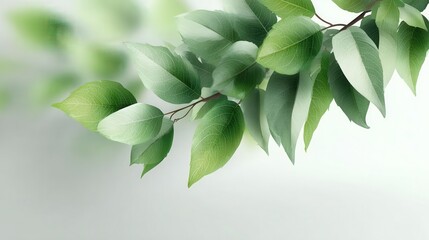 Poster - Delicate green leaves on a branch.