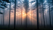 © Jstocks - Calm Foggy Forest at Sunrise with Golden Rays Piercing Pine Trees