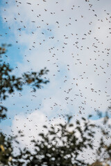 Wall Mural - big swarm flock of birds in the sky sparrow