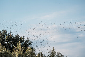 Wall Mural - big swarm flock of birds in the sky sparrow