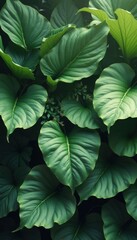 Poster - Lush green tropical foliage in serene outdoor setting