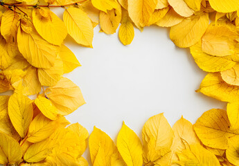Wall Mural - beautiful yellow, foliage. natural background. border frame of golden leaves. autumn leaves cut outs