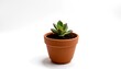 © Asawin - a small succulent plant in a brown pot, showing the simple beauty of nature. the green leaves contrast the brown pot perfectly