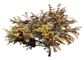 Wall Mural - 3d rendering hook thorn tree on white