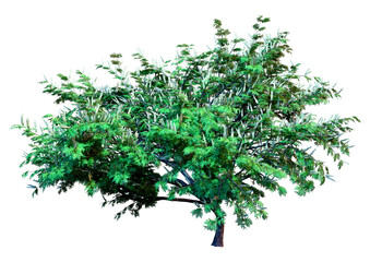 Wall Mural - 3d rendering hook thorn tree on white