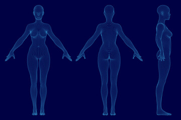 Poster - A low poly wireframe of a female body composed of geometric shapes and lines, showcasing detailed anatomy. The 3D model features a sleek blue background, highlighting the digital design.