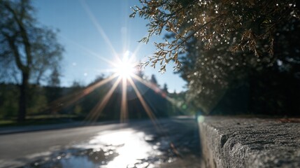 Poster - A vibrant sunset illuminates a serene forest road, casting long shadows under a clear blue sky