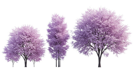 Group of three purple leaf trees isolated on transparent background