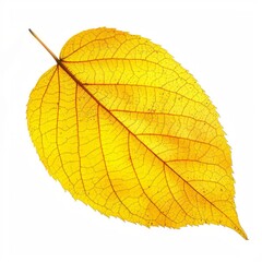 Poster - Yellow autumn leaf isolated on white background, displaying intricate venation and vibrant fall colors