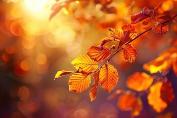 Poster - Beautiful autumn leaves glowing in the warm sunlight creating a magical fall scene