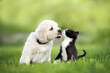 © otsphoto - cute golden retriever puppy kisses a kitten outdoors in summer