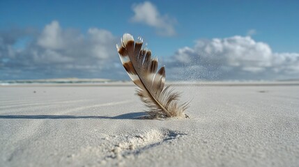 Wall Mural - a bird's feather protruding from the sand on a beach beneath a blue sky with billowy clouds