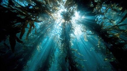 Wall Mural - the sun shines through the water on the bottom of a kelp bed