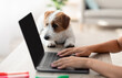 © Prostock-studio - Cute jack russel terrier puppy laying on workdesk by unrecognizable woman working online, typing on laptop with blank screen, mockup, side view, copy space, home interior. Pet and owner concept