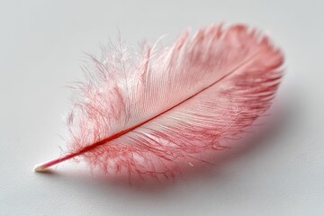 Poster - Delicate pink feather resting on a smooth surface showcasing intricate details and soft textures