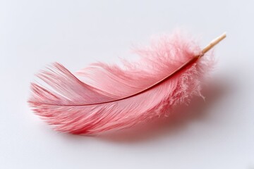 Poster - Delicate pink feather resting gently on a neutral background showcasing its intricate details and soft texture