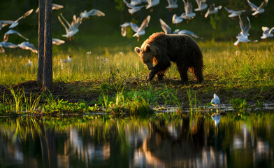 Wall Mural - Eurasian brown bear standing near a forest pond